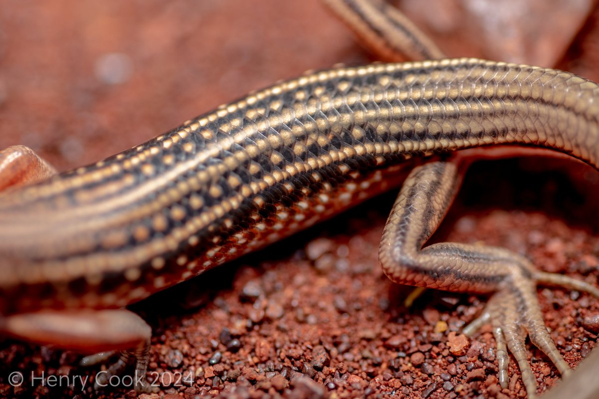 Henry Cook tweet media