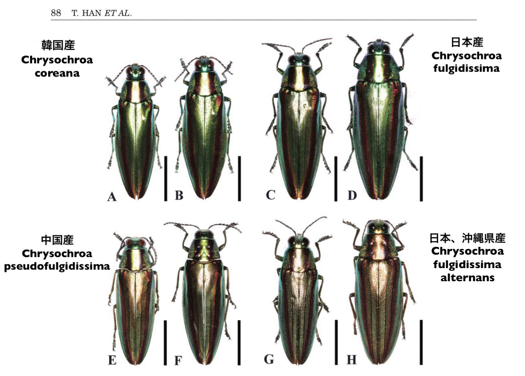 #1 Chrysochroa wallacei ウォーレスルリタマムシ 1 Chrysochroa wallacei ウォーレスルリタマムシ