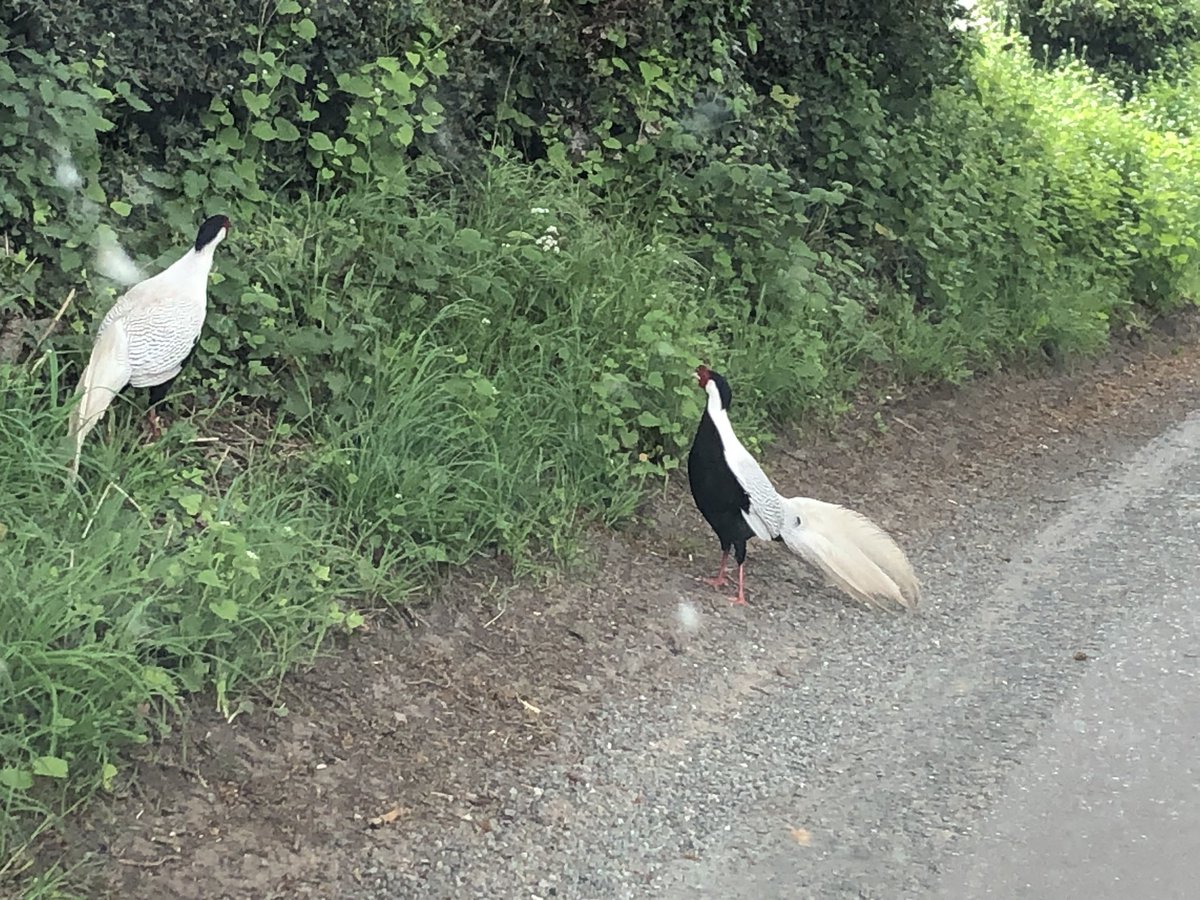 Plastic fantastic this morning on way to work with 2 silver pheasants near Betchton,nr Sandbach