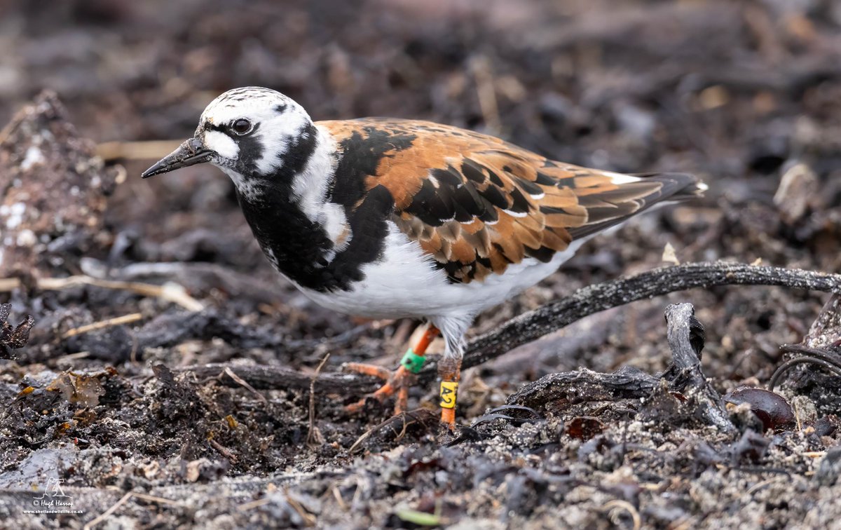 Welcome back! For the 4th consecutive spring, 5th consecutive year and on the same patch of kelp as I found it '20, '21, '22 and '23, Arctic-bound Turnstone 'A2' has returned to Boddam, Shetland. Originally ringed at Alcochete, Portugal on 20 August 2018! x.com/HughHarrop/sta…
