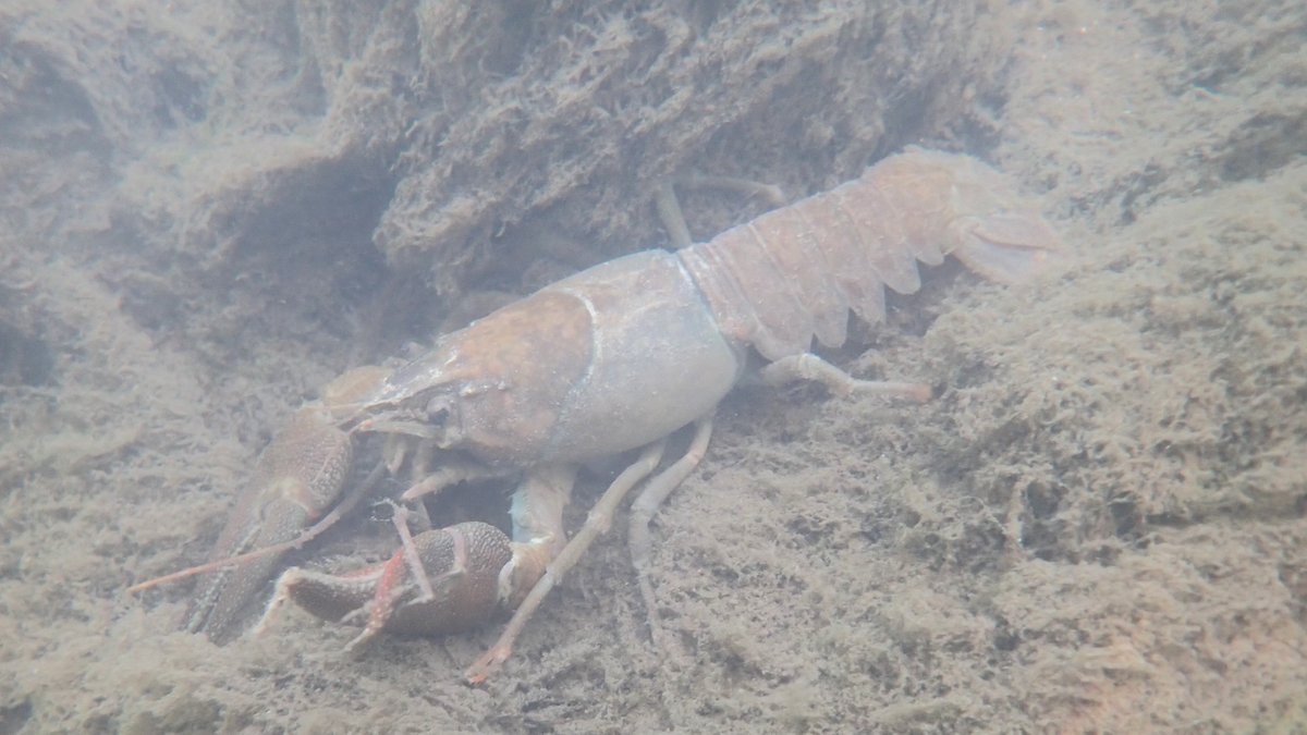 numenini's tweet photo. The River Granta at Babraham is heavily infested with #invasivealien Signal Crayfish from America - all over the place, complacent with a sense of entitlement, excavating the banks for their holes.  1st one below has deformed claw. #Cambridgeshire #southcambs #signalcrayfish 9/12 https://t.co/m29JRm5TeT