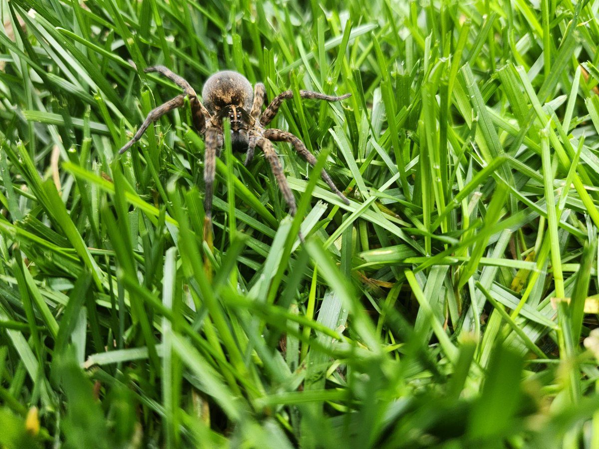 Spiders are cool...when they are not in your home! Photo taken by Field Technician, Austin, in Fenton, Missouri. 🕷️ #RottlerPestSolutions #RottlerCam #Spider