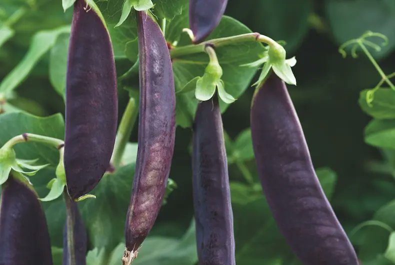 Peas &amp; beans are easy to grow. For quick results, pea 'Meteor' crops in just 12 weeks while the purple pea ‘Shiraz’ is packed with antioxidants.

Read our expert tips to grow your own bumper crops:
blog.thompson-morgan.com/peas-and-beans…