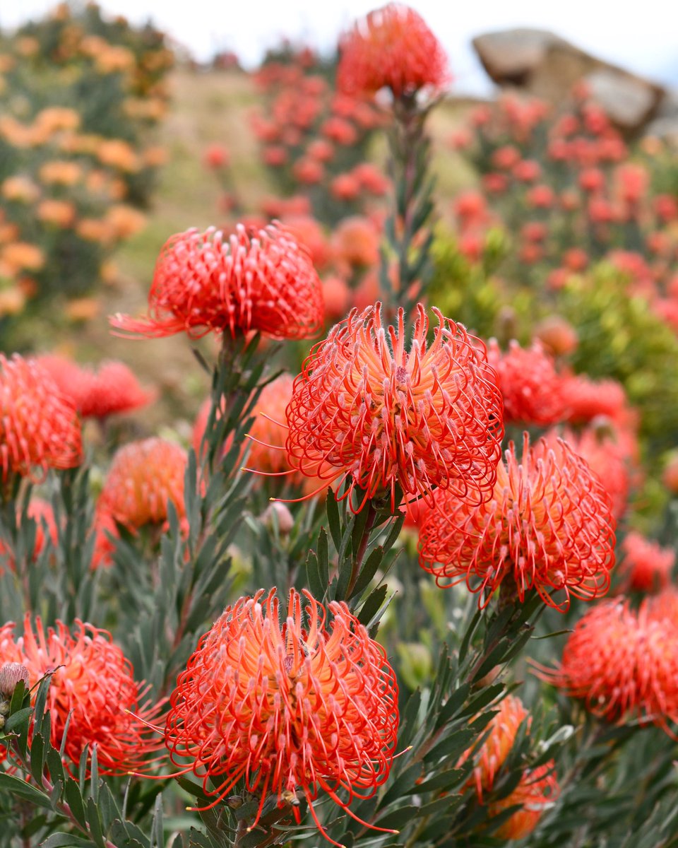 The richness I achieve comes from Nature, the source of my inspiration. -Claude Monet 🍃💥💥💥🌿 #mondaymotivation #inspiredbynature #protea #leucospermum #pincushion #cagrown #savoringtheseasons