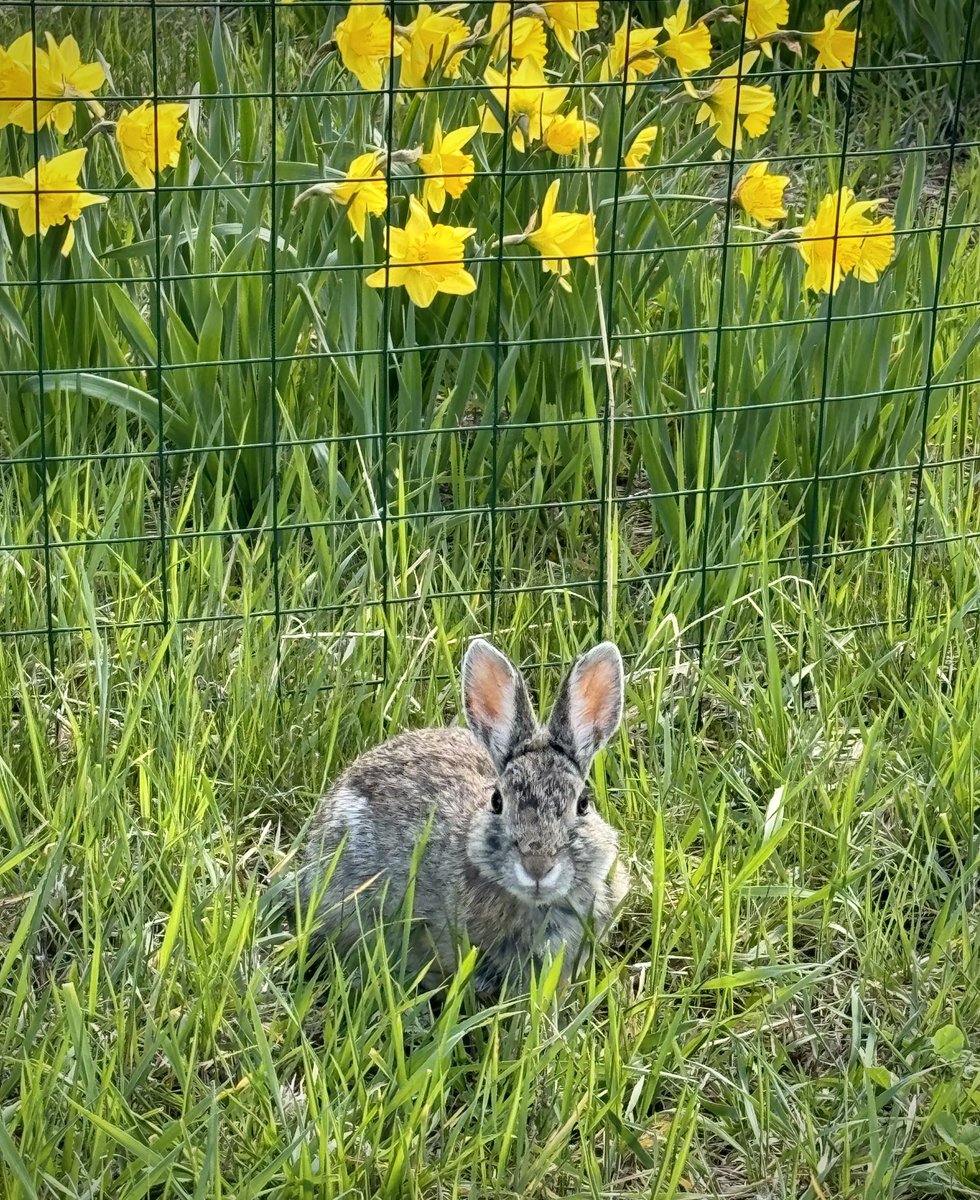 It’s definitely feeling like #spring out in my yard this morning…🙂🐇 #keepitwild