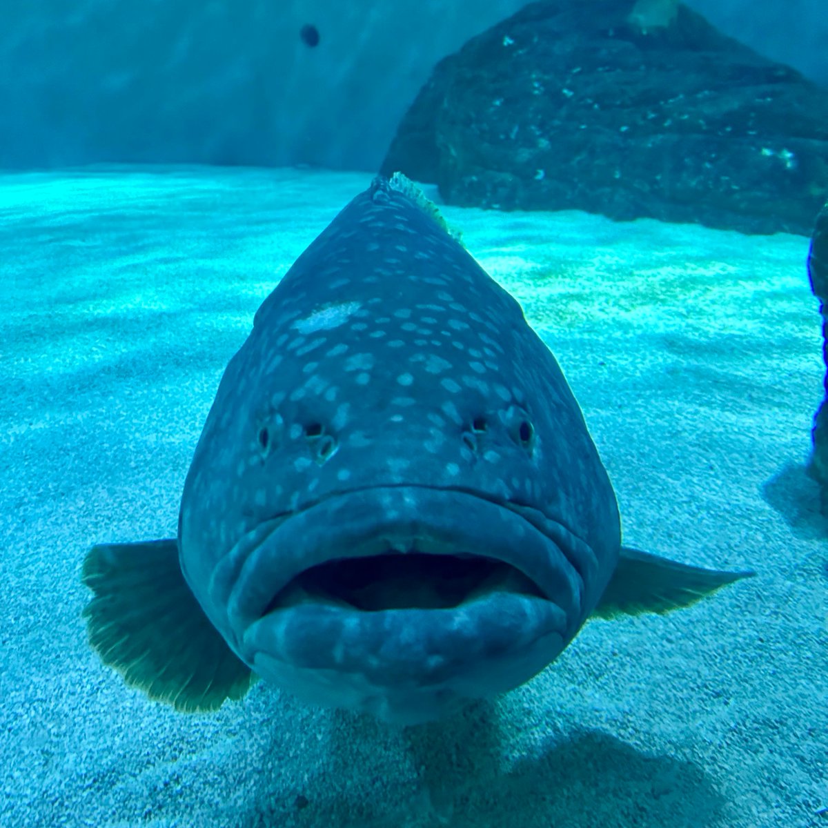Mondays can be described by the Queensland grouper fish. 😒 🐟