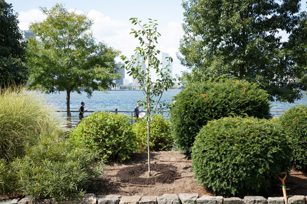 How can we make our cities greener? 🤔 With our Urban Forestry Projects of course! Join us as we foster #environmental justice, reduce the effect of dangerous urban heat islands, and enhance air quality to improve human #health! 🌍 onetreeplanted.info/3W06OkW