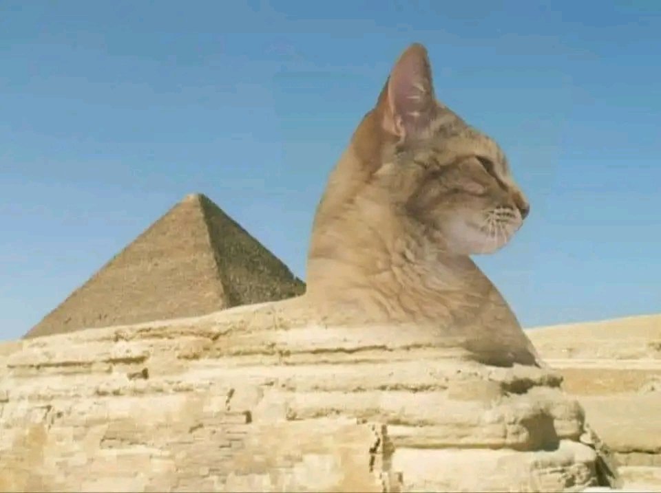 Gato egipcio 🐱🐾