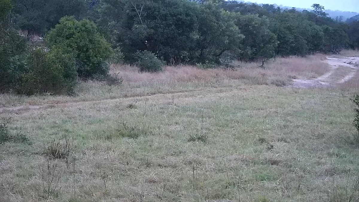 Leopard walks in the bush on Dam Cam at morning 🐆 #wildearth