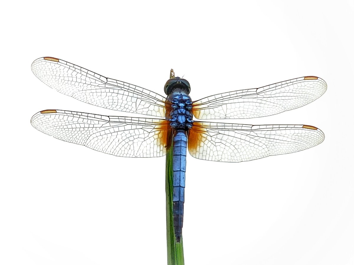 Dragonflies are some of the world's most accurate hunters. They are ravenous predators of flies & mosquitos, as well as any other insect they can catch. They are amazing flyers.

#BBCWildlifePOTD #wildlifephotography #NaturePhotography #macrophotography #IndiAves