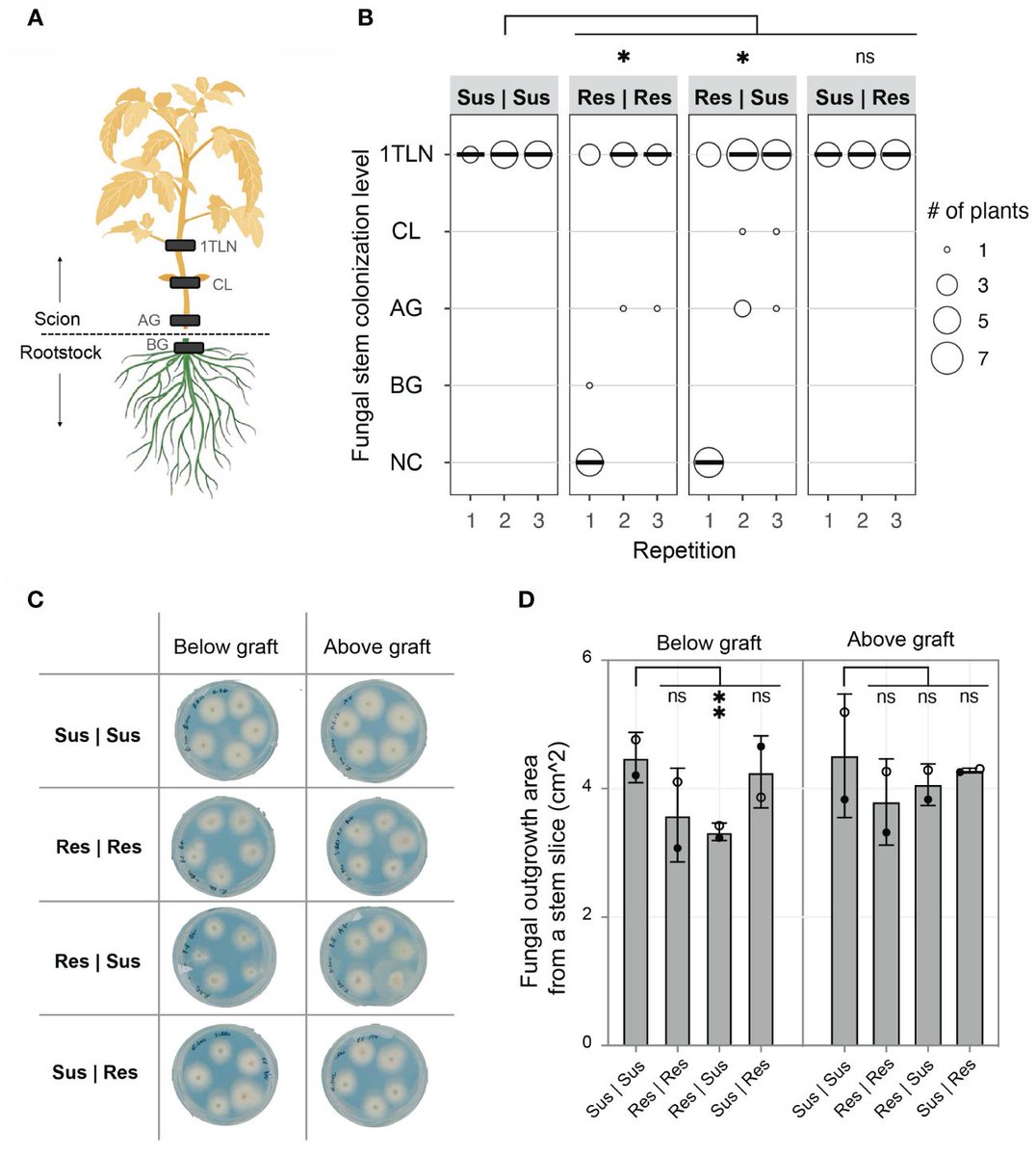 Tomato R-gene-mediated resistance against Fusarium wilt originates in roots and extends to shoots via xylem to limit pathogen colonization @TakkenLab frontiersin.org/journals/plant…