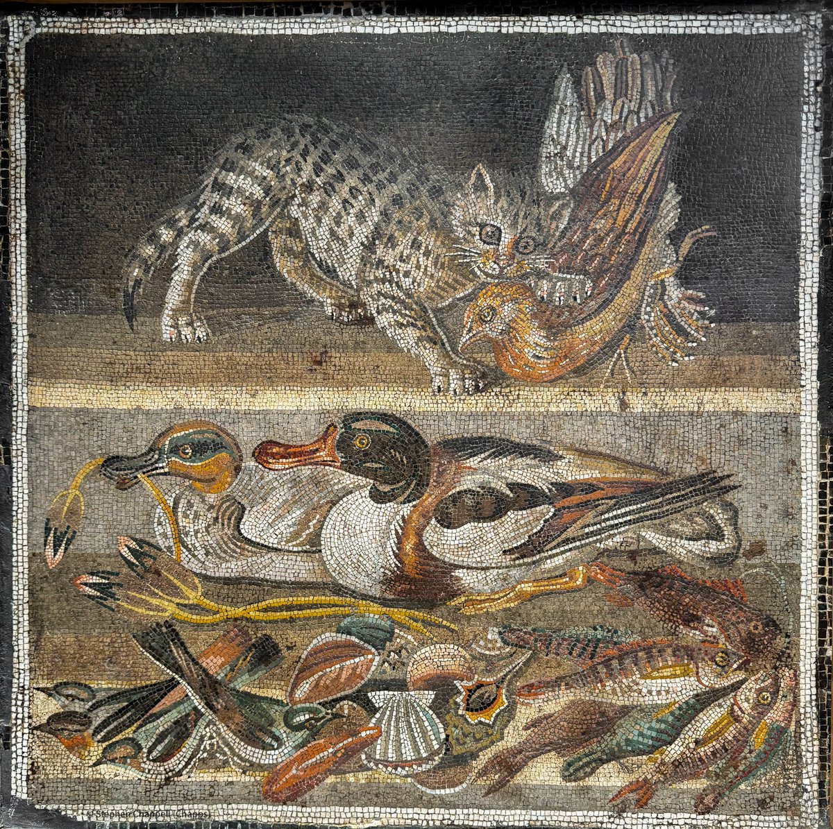 For #MosaicMonday, this rather famous mosaic depicting a cat catching a partridge in the upper register, and the food in the pantry below: ducks, shellfish, fish, and birds (finches?).

House of the Faun, #Pompeii. At the #MANN (inv. 9993).

📸 me