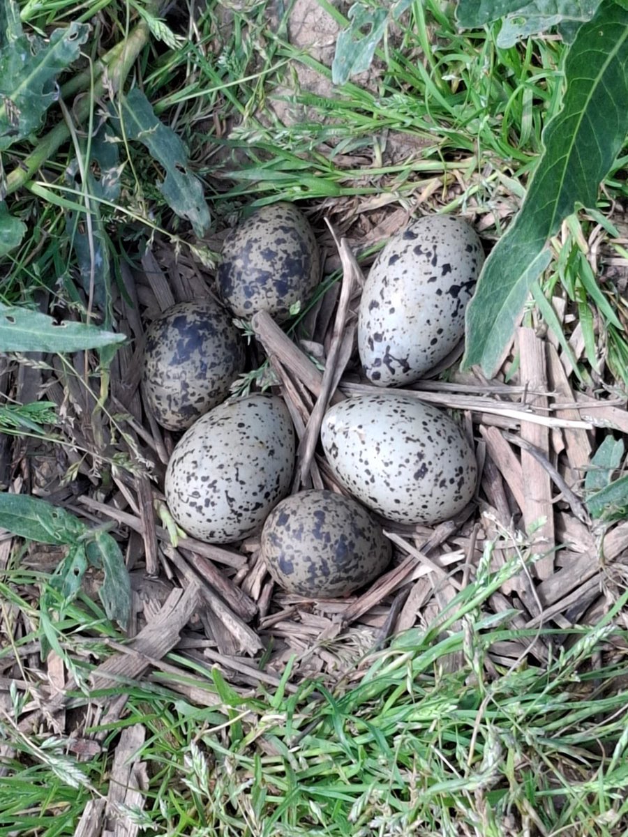 Soms vinden weidevogelvrijwilligers vreemde nesten op het boerenland: één nest met 3 eieren van de scholekster en 3 eieren van de kievit. En er broed een scholekster op. Bijzonder!