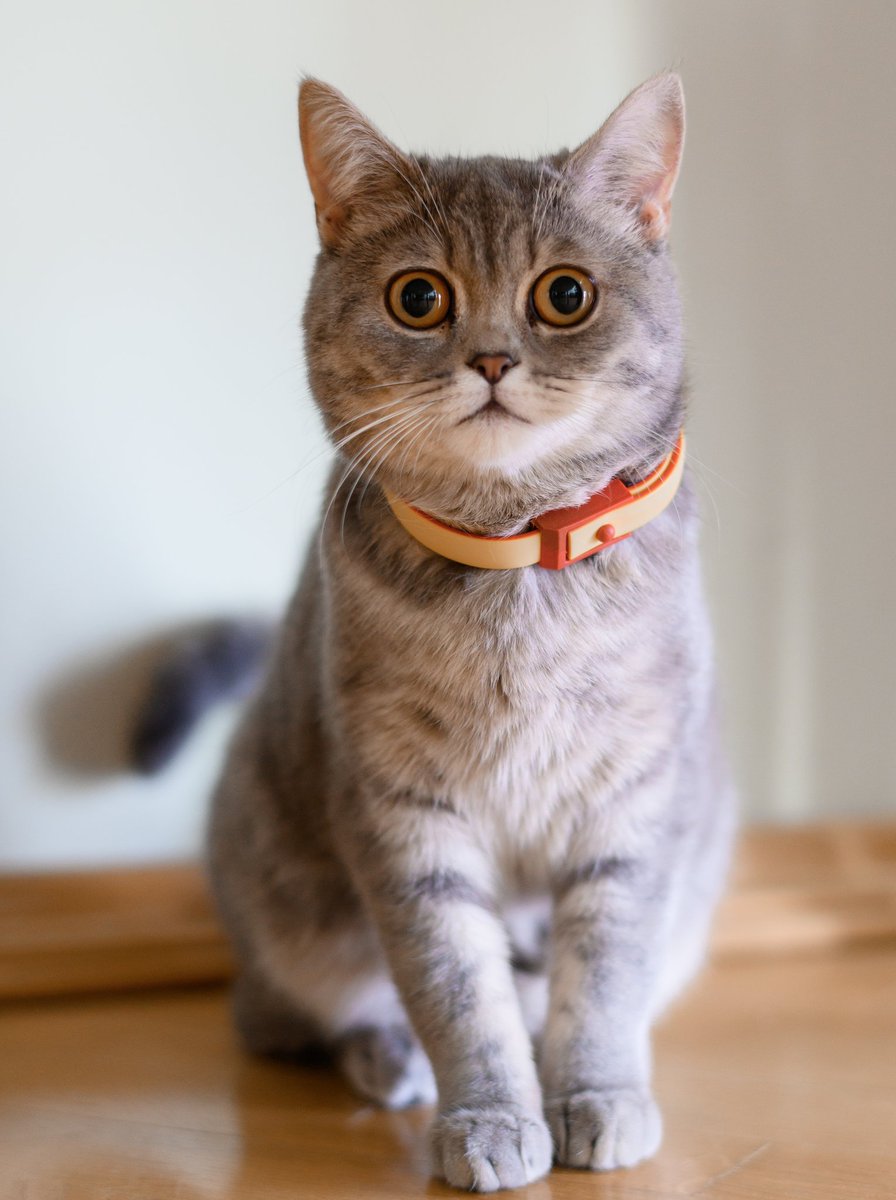 marketer_sohan's tweet photo. Hello....
#Cat #cats #catlovers #catlife #catoftheday
#catloversclub #catlove #catphot
#catmemes
#catscatscats https://t.co/7PXUxrw5TZ
