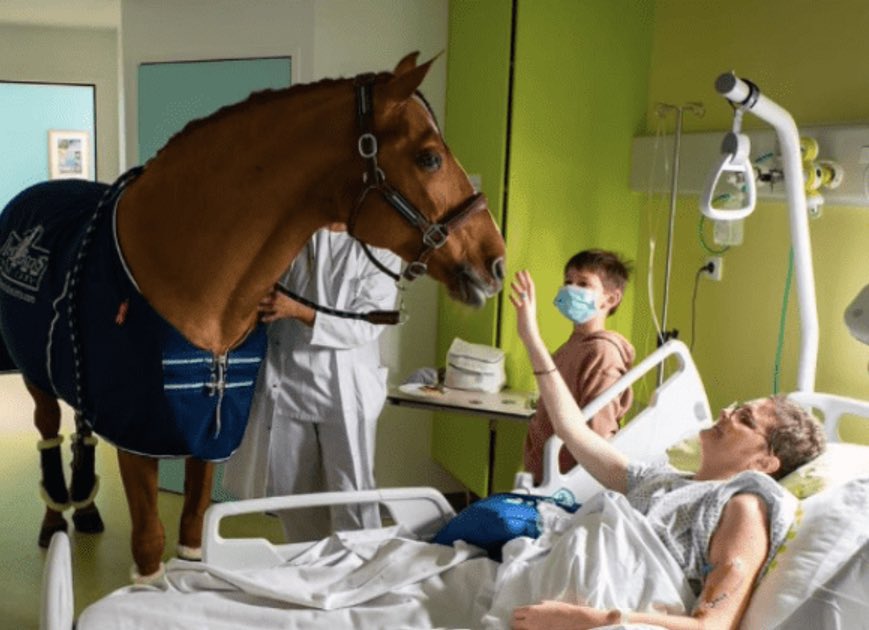 @Parody_RCGP I just need someone from IPC to answer me why is the horse OK but not my wristwatch

As an aside, I actually think it’s lovely that this lady’s horse can visit her