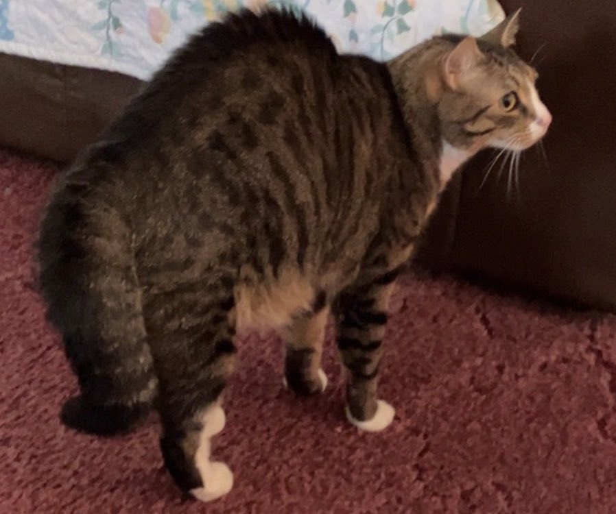 Dad called me a stegosaurus. It was just grandma startling me… Happy Monday! 😺