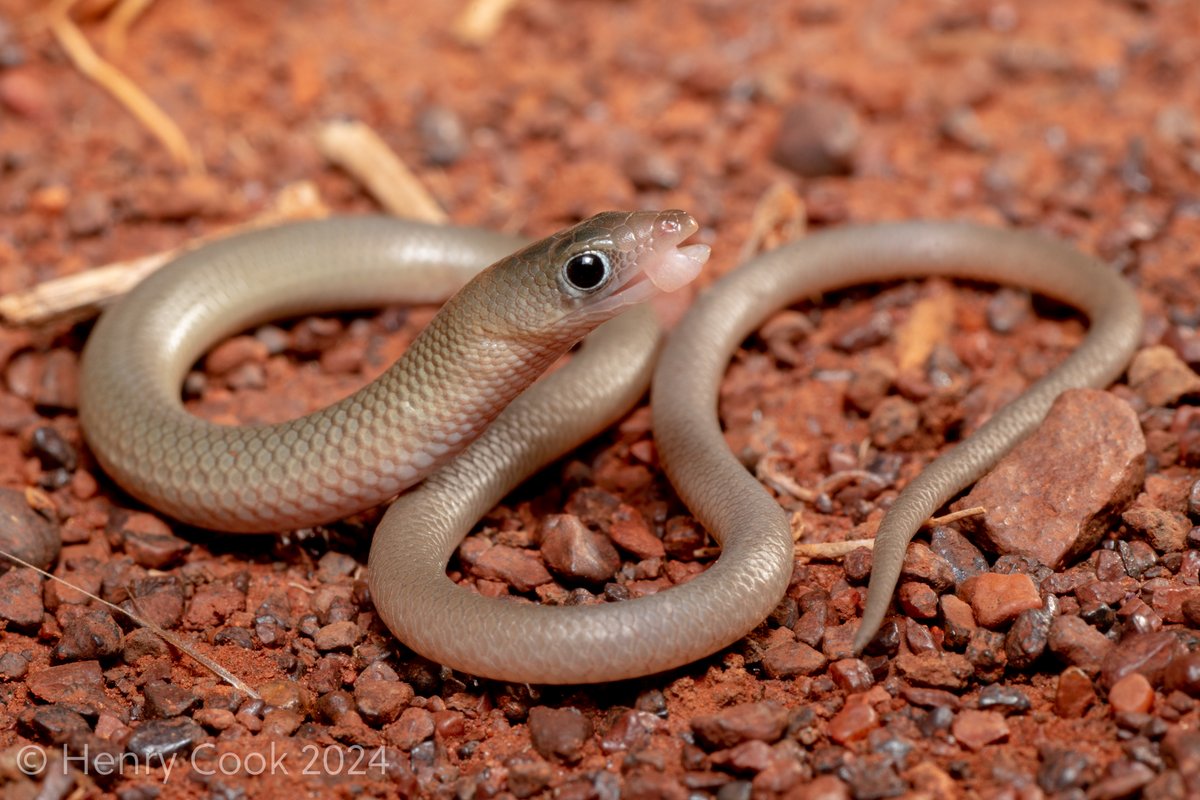 Henry Cook tweet media