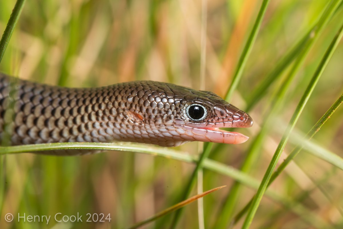 Henry Cook tweet media