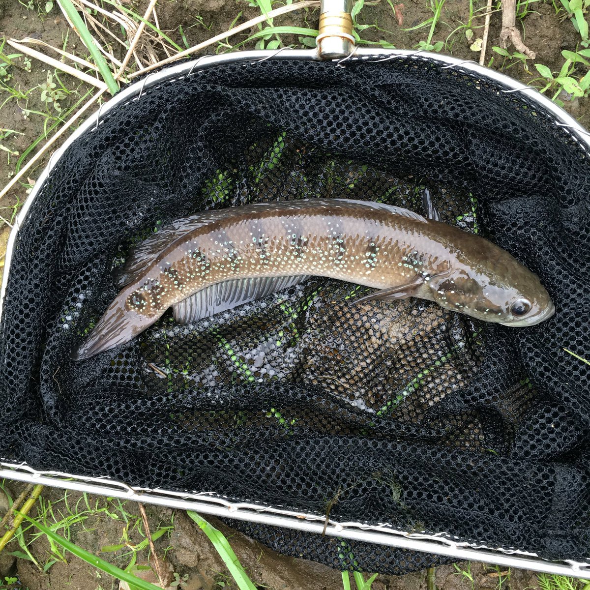 最近見なくなったけど コウタイってまだ日本で目撃されてる？ ライギョは見るけどタイワンドジョウもどうなんだろう