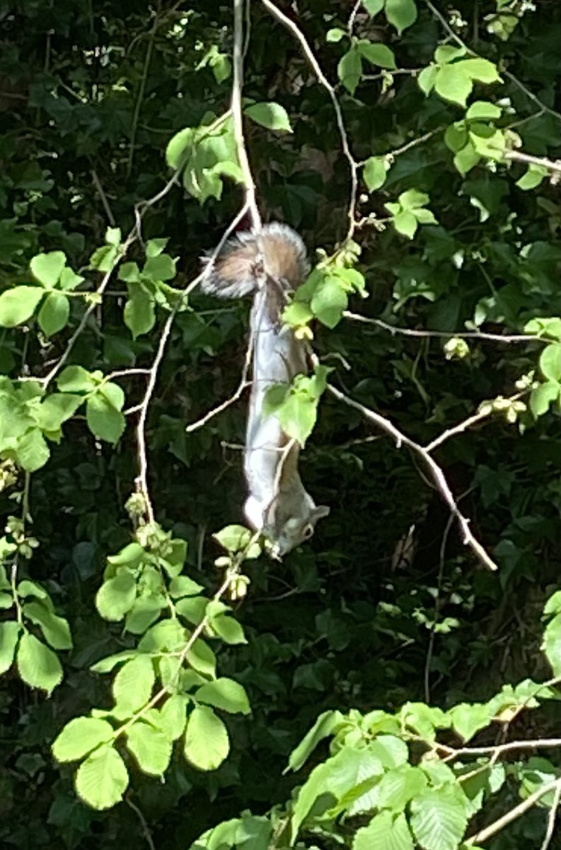 Squizzers hanging upside down in trees over the River Leven in Stokesley to reach their nuts! Sone of the family were mesmerised! 😉🐾🐾