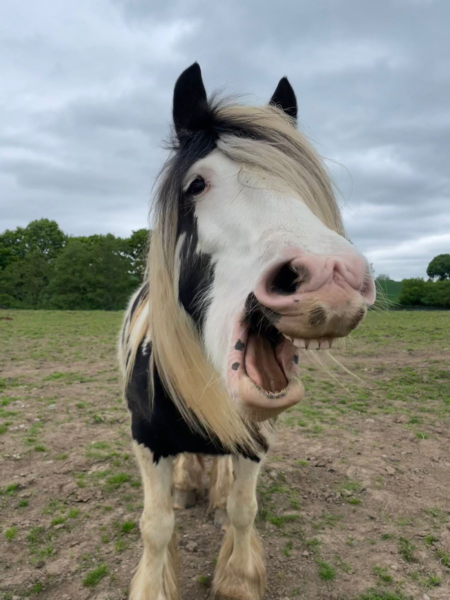 HoptonRehab's tweet image. It's Monday and after catching the rays all weekend Patch is exhausted 🌞😎😅😴 #SpringHasCome #smilingfriends #MondayMood #HappyValley #SundayFunday