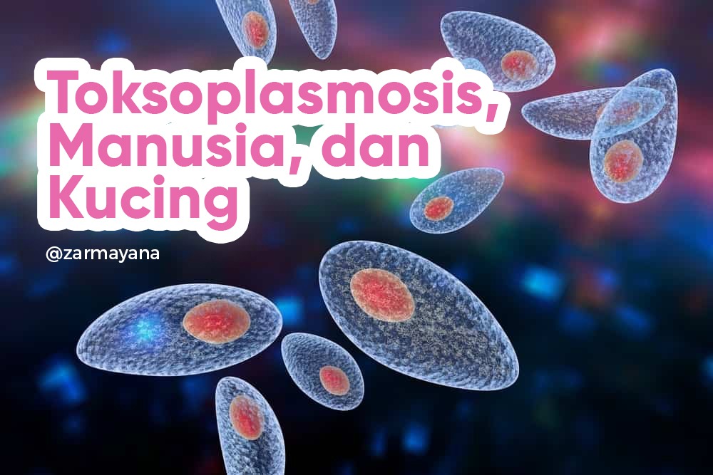 PELIHARA KUCING PASTI KENA TOKSO ⁉️

Toksoplasmosis = penyakit yang disebabkan Toksoplasma gondii. 
Tokso merupakan salah satu penyakit zoonosis, transmisi dari hewan ke manusia.

Tapi, apa jauh dari kucing cukup agar terhindar dari Toksoplasmosis?

- A Thread
RT appreciated 🥰