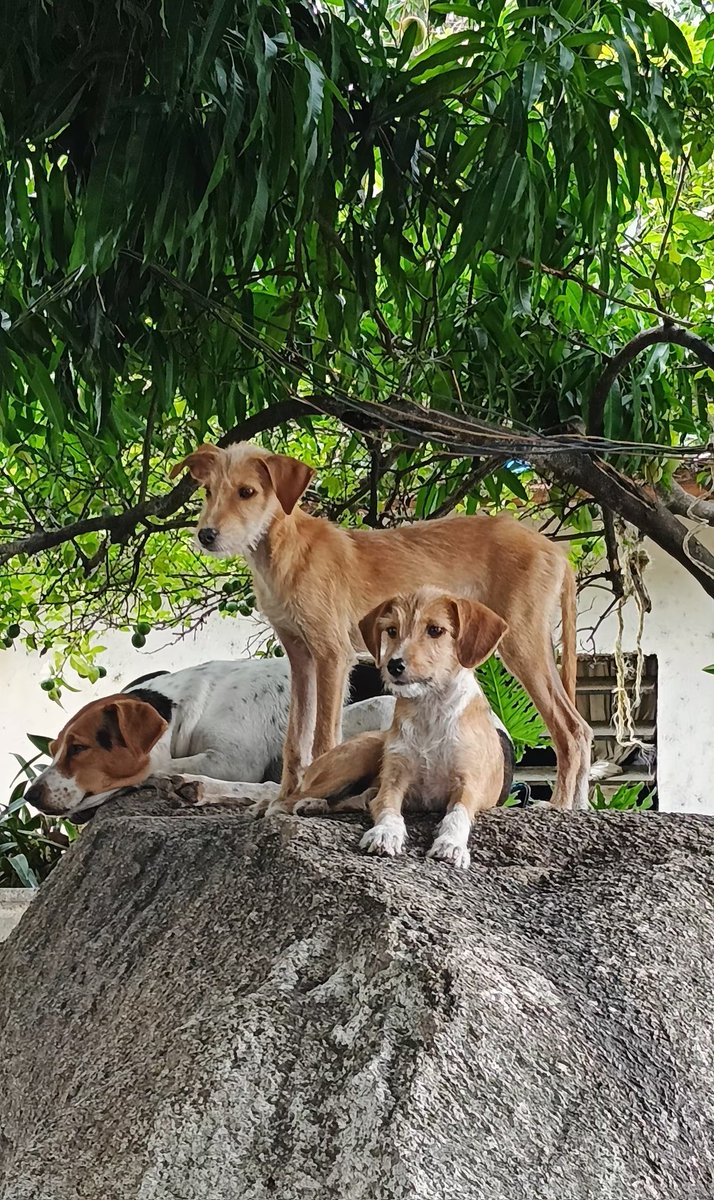 #BuenosDiasATodos ☀️ Feliz y BENDECIDO #Lunes 💓💯 les regalo está Foto, para MÍ es Hermosa, los Mestizos 👉🐶, son todos Bellos ❤️. #FelizLunes #13demayo #AyudarNosHaceBien #AdoptaNoCompres #NoAlMaltratoAnimal #ayuda #Rescata #Colaboracion #Apoya #Maracay #DogsAreFamily #Animals