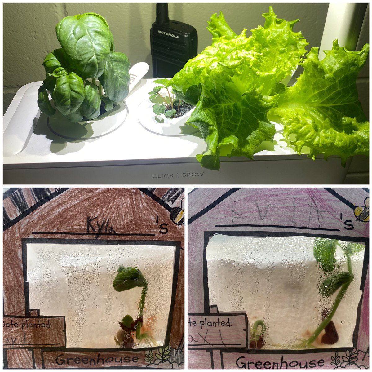 We are seeing huge growth in our classroom! Not just in students learning, but our plants too. The beans have really sprouted in their greenhouses and the students are loving journaling their progress. @ocsbEco #ocsbScience @StMaryOCSB