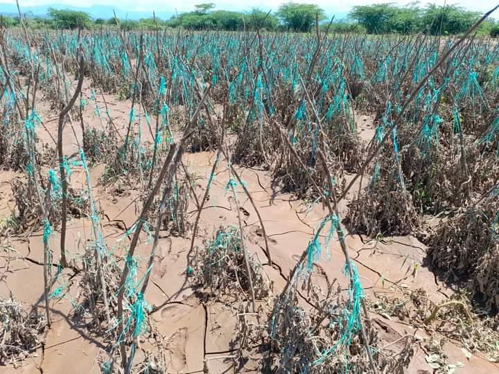 It is devastating to see this farm of tomatoes in Baringo South washed away by recent floods. Local communities continue to bear the brunt of the climate crisis while there is no meaningful support to cushion them @UNFCCC @UNDPKenya @EUinKenya @pawankafund @LossandDamage