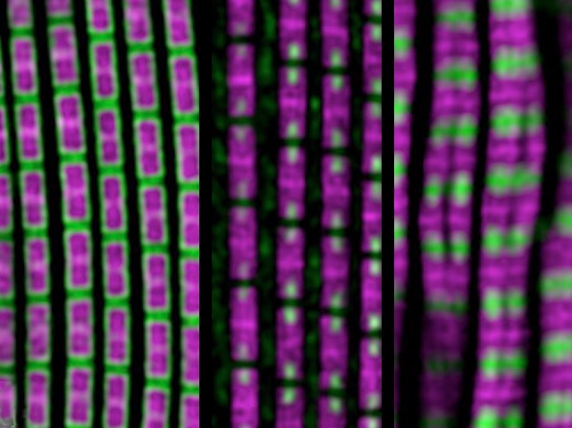 Genetic & molecular mechanisms – inc. control of #alternativesplicing – regulating development of #muscle revealed in #drosophila. Image & research by Elena Nikonova et al Spletter lab @LMU_Muenchen in @PLOSBiology. Article link & BIG searchable archive on bpod.org.uk/archive/2024/5…