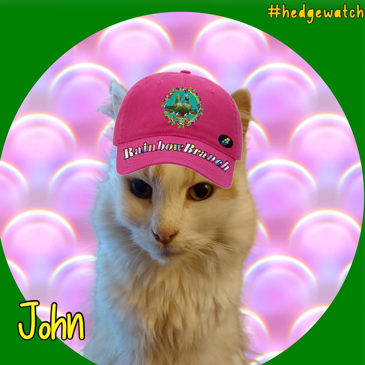 ✨Calling all Hedgewatchers 💖Please welcome John @fluffy_fam to the Rainbow Branch of #Hedgewatch John is now watching heavenly hedges with furends old & new OTRB🌈 He will always be loved and never forgotten ❤️