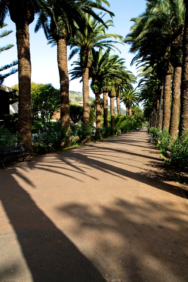 🥰 Un paseo lagunero por la mañana es una de las mejores formas de empezar el día. 🌅 Buenos días. 📸 @VisitTenerifeES | @TurismCanarias | @aytolalaguna_es 💛🖤 #VamosCanarias #TeToca