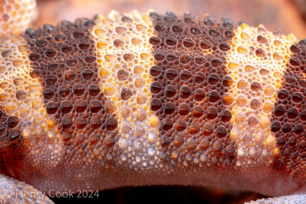 Henry Cook tweet media