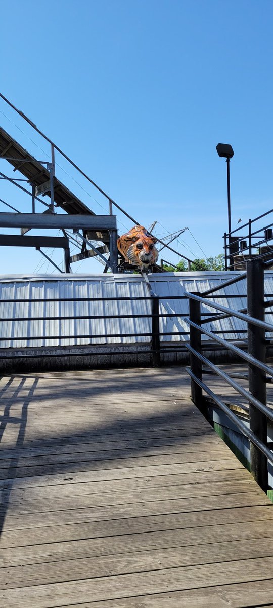 GoleyNathan's tweet image. Tig'rr cars got a paint job, Tig'rr statue moved, cornball restrooms painted, antique auto cars and queue got a paint job, canopy over lost coaster queue, custom shirt shop moved next to Dodgems.
@IndianaBeach @screamscape #indianabeach #amusementparks #rollercoasters