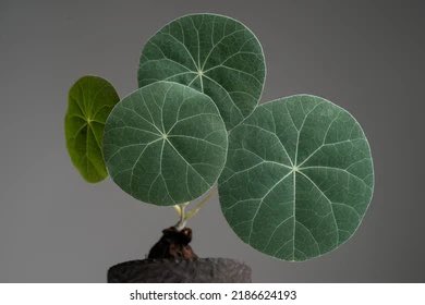 스테파니아 슈 슈 슈 슈퍼노바
노바 캔스탑 하이퍼스텔라