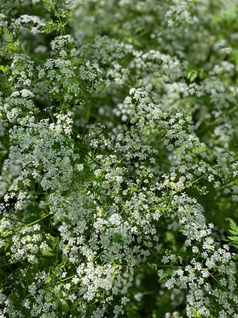 Glorious, glorious cow parsley. Nothing celebrates the month of May more. That wonderful frothiness - how I adore it. I’m relishing every hour of it.