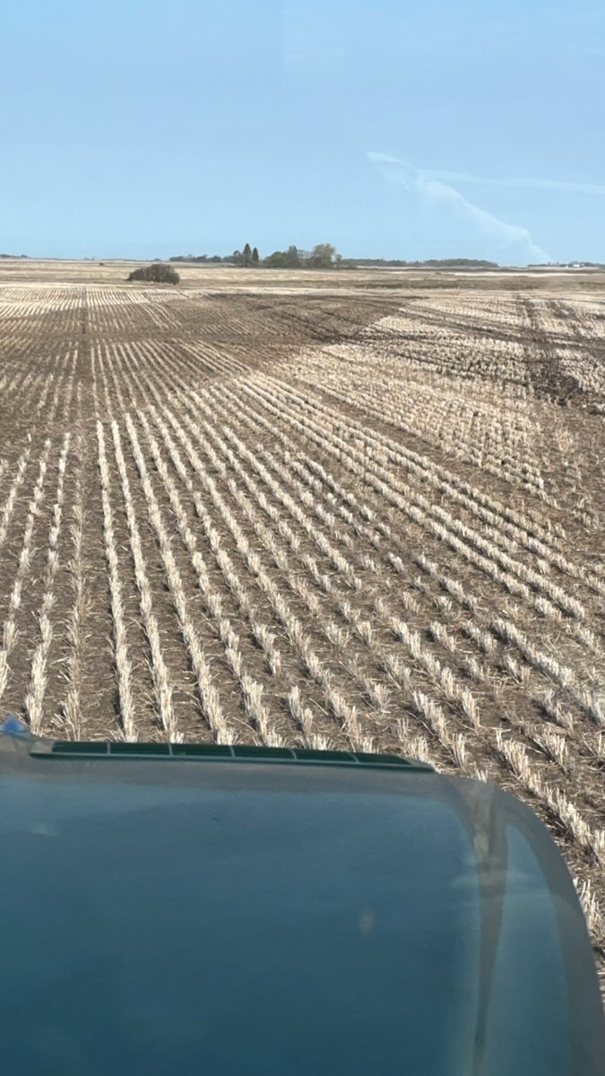 Just out planting zero till beans between the rows.