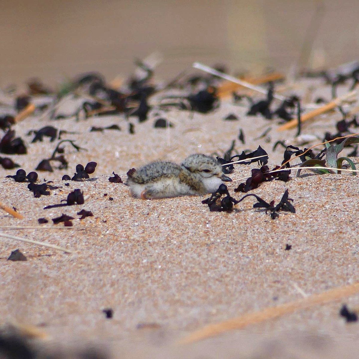 It's breeding season! Ringed plovers and terns are preparing to nest on our sandy beaches #northumberlandcoast Ringed plovers lay their eggs directly onto sand & shingle. Please watch out for these amazing little balls of fluff and give them space from feet and dogs! 🐣