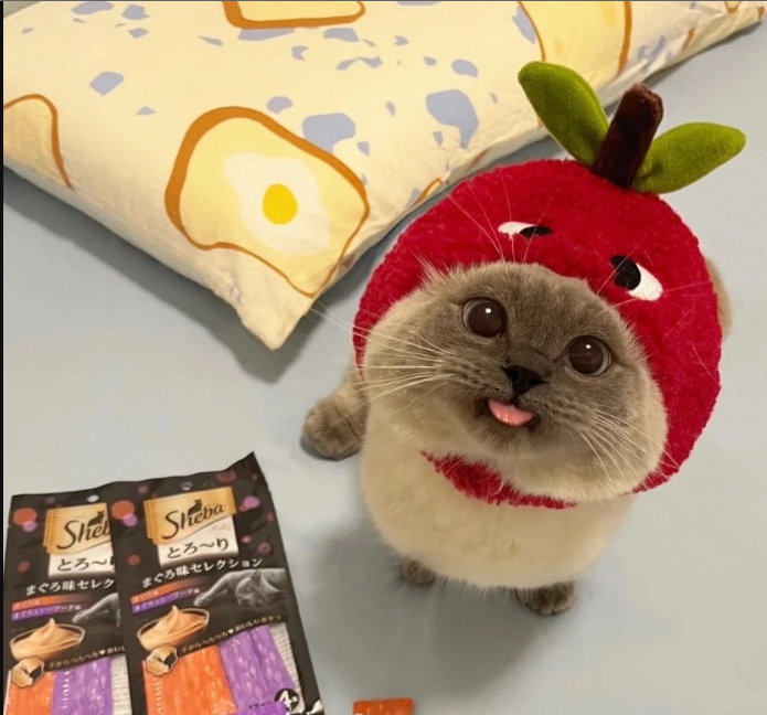 Xiaojie Cat | $XIAO (@XiaojieTheCat) / Posts / X