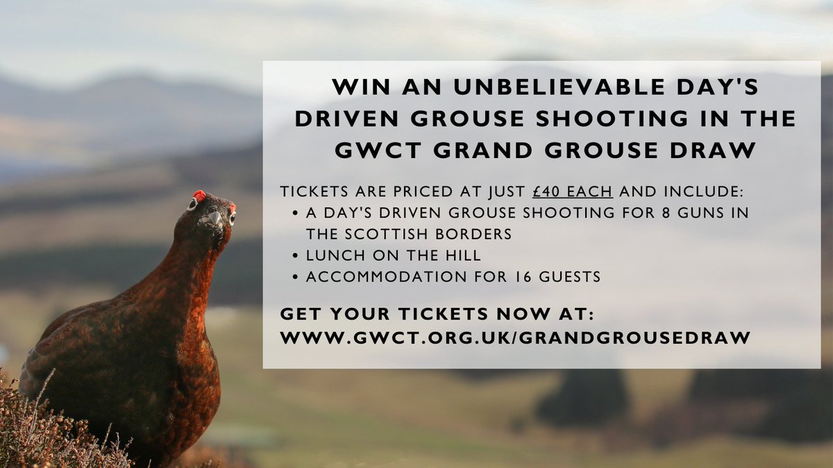 🏆 It is with great pleasure that we offer an exhilarating day of driven grouse shooting to the winner of the 2024 GWCT Grand Grouse Draw. Do not miss out, this is the chance of a lifetime. A recent winner said they had a “wonderful day's grouse shooting. It was truly a superb