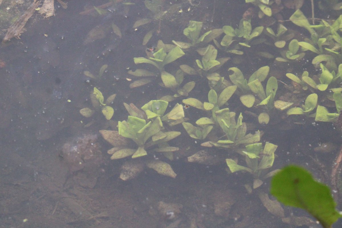 These might be just leaves, but can you see the folds? inside each of those are newt eggs! 

Female newts will lay their eggs on leaves and then carefully fold them over to protect their precious bundles.

#amphibian #nature #wildlife #newt