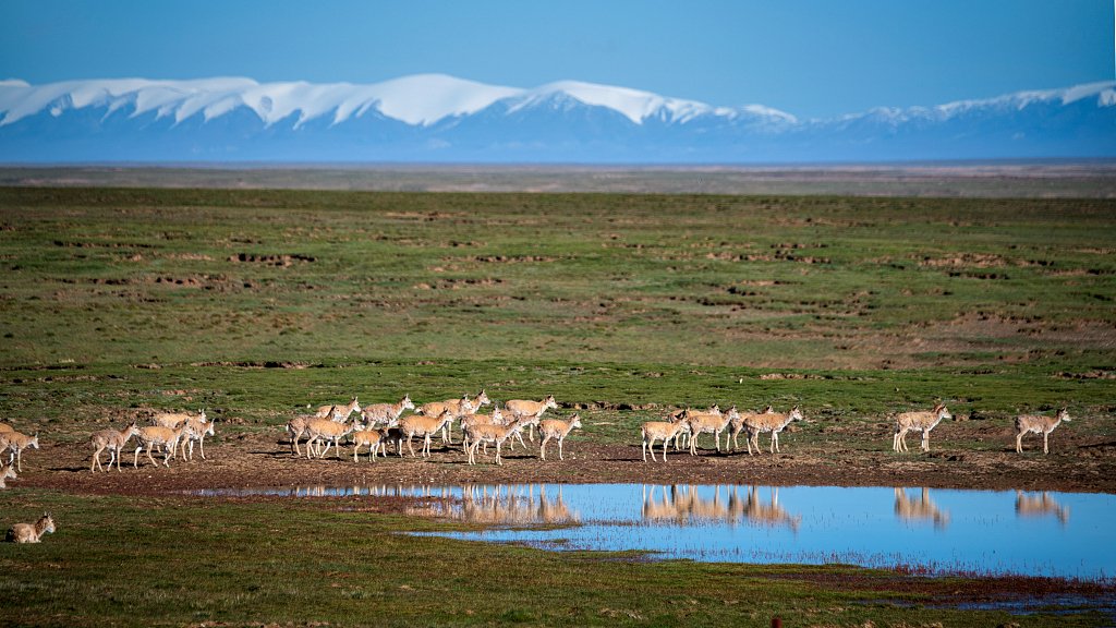 🌍🦌One of the world's most magnificent ungulate migrations has begun! 

🏞️🏔️The 'Plateau Elf', AKA Tibetan antelopes, are embarking on their annual migration and calving season deep in Northwest China's Hoh Xil National Nature Reserve. 

#GreenChina #WildChina #NewEraChina