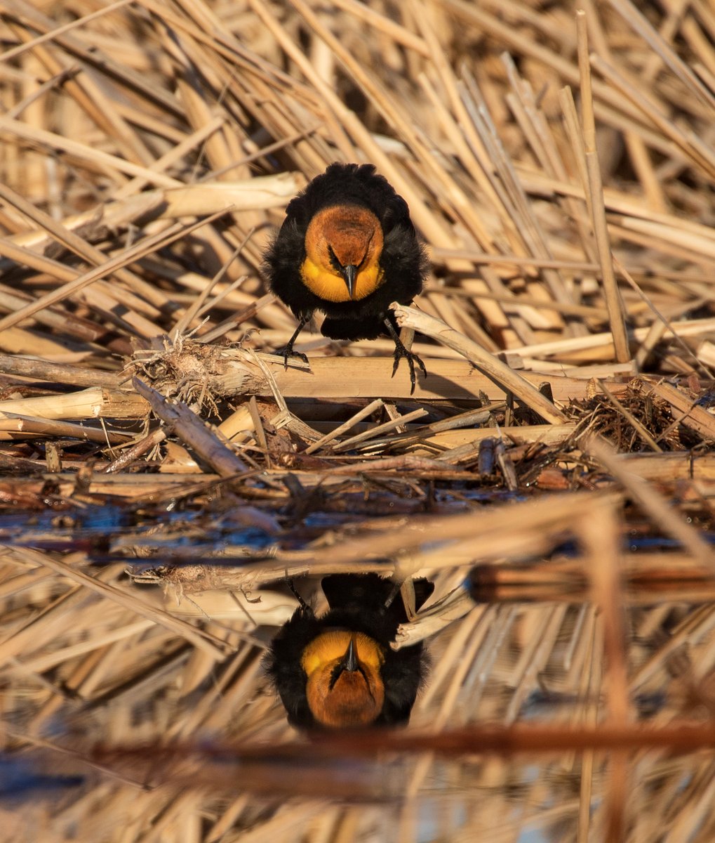 When Monday you meets Friday you.

Yellow-headed blackbirds can be easily identified because they're blackbirds with yellow heads. Watch for them around prairie wetlands, where they may or may not be staring into waters as they contemplate how they got here.

📷 Mike Budd/USFWS