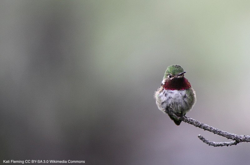 Seasonal migration directs and facilitates gene flow in the Broad-tailed and Lucifer Sheartail Hummingbirds | journals.sagepub.com/doi/abs/10.117… | Avian Biology Research | #ornithology