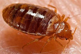 Let's get rid of Bed-bugs, together. A new post is available at shouttmo.co.uk/urgent-informa… #bedbugs