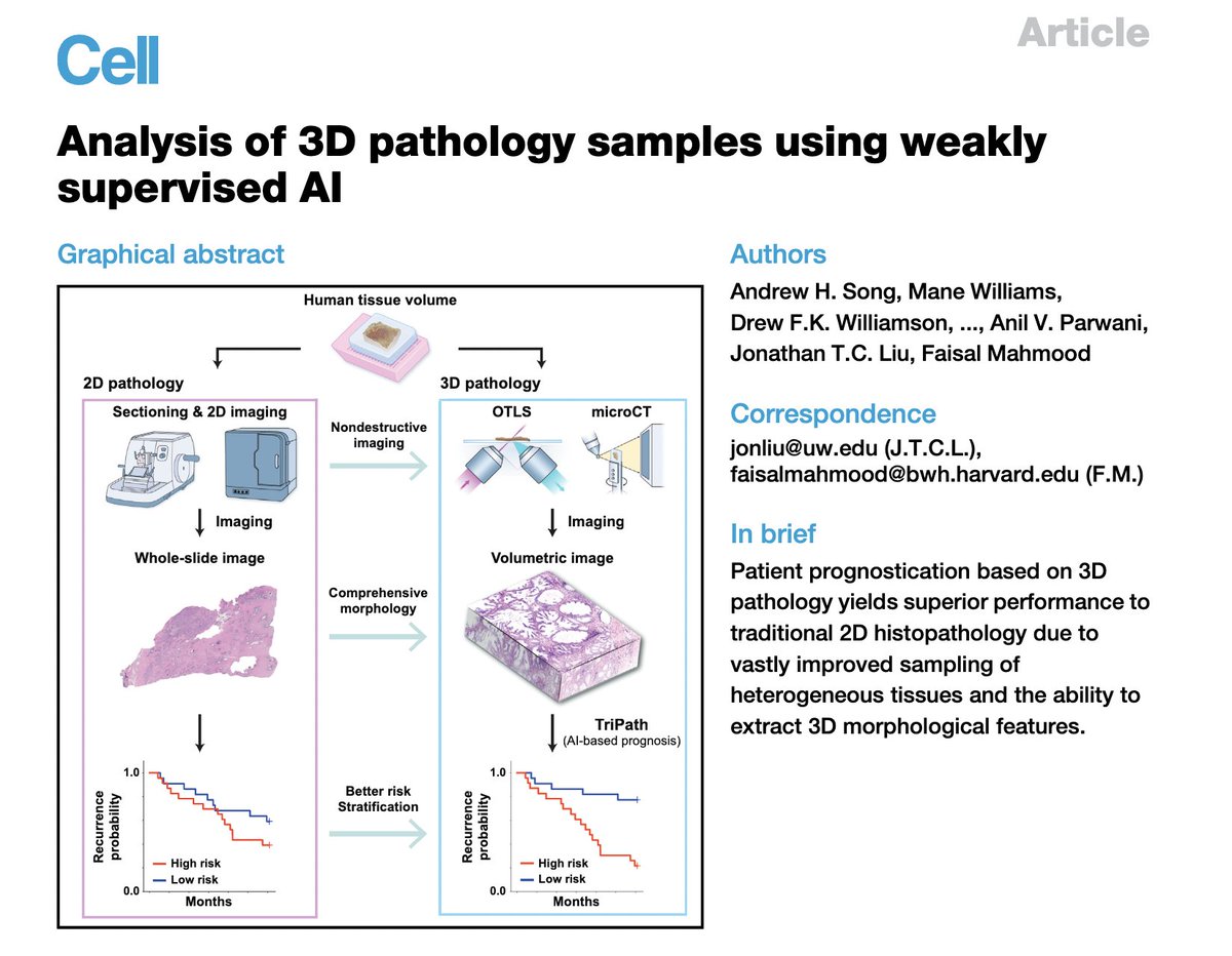 Thanks for all the interest and requests, open access link for our Cell @CellCellPress article introducing TriPath a method for weakly supervised AI on 3D pathology samples is available here: authors.elsevier.com/a/1j3RiL7PXqQM- Also see, Code: github.com/mahmoodlab/Tri… Explainer video:…