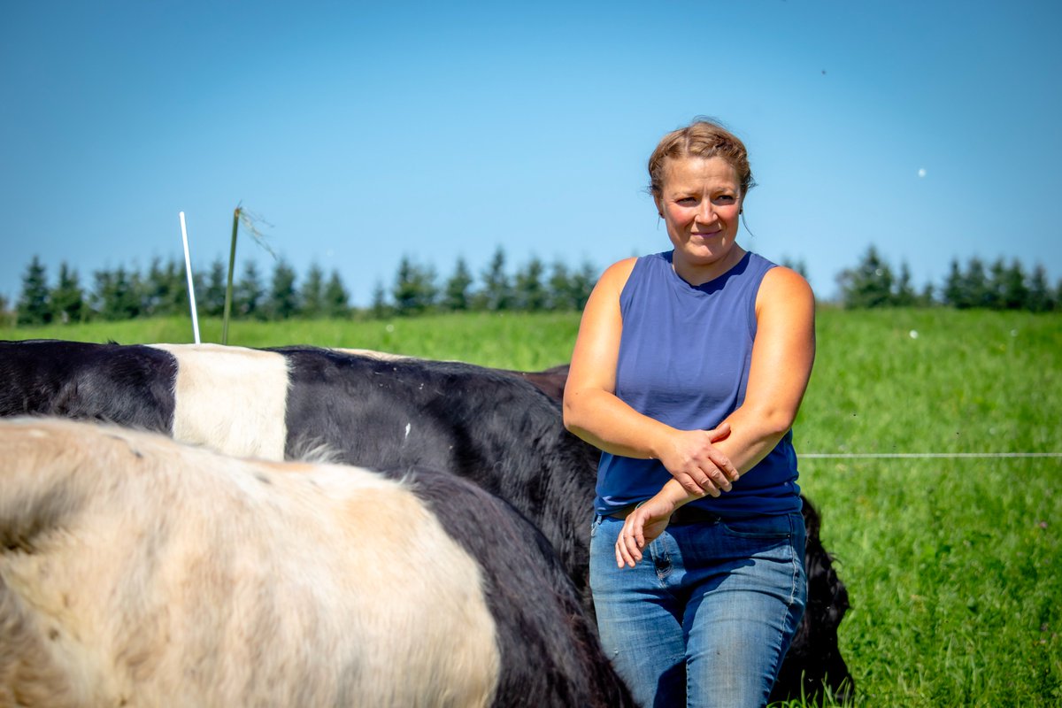 Our May Faces of Farming Profile is Sally Bernard: Belted Galloways are a hardy breed whose size allows for better handling makes them the right cattle to incorporate into the grain operation @ Barnyard Organics in Freetown. #RotationalGrazing #PEIAg