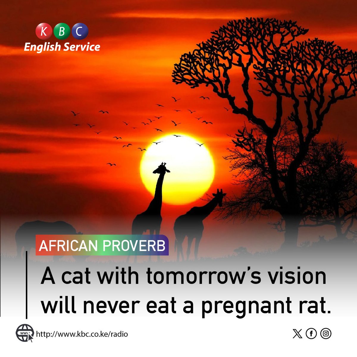Today's Proverb; A cat with tomorrow’s vision will never eat a pregnant rat. ^PMN #KBCEnglishService