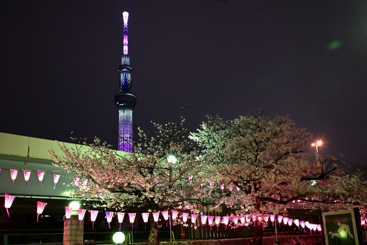 隅田川 墨堤の夜桜🌸 14
インスタは→ @kohi5180

#東京スカイツリー #夜桜 #夜景 #隅田川 #墨堤のさくら #向島 #東京 #墨田の良さを伝えたい #landscape #sakura #cherryblossom #nightshot #tokyoskytree #tokyo_night_view #discover #loves_nippon #light_nikon #nikoncreators #tokyotokyo