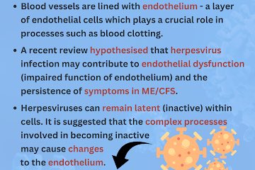 MERUK highlights a recent research review which wants to see more research into the impact of herpesviruses on endothelial function in a sub-group of people with ME/CFS.
tinyurl.com/vdxh4hvj